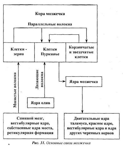 Кора мозжечка - student2.ru