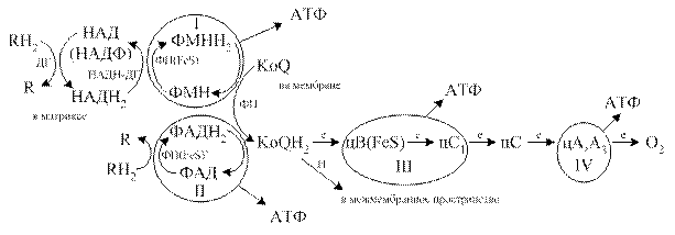 Короткая дыхательная цепь - student2.ru