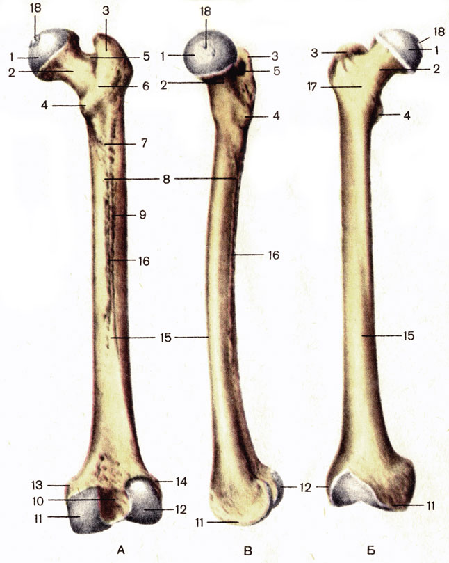 Кости и соединения костей 2 страница - student2.ru