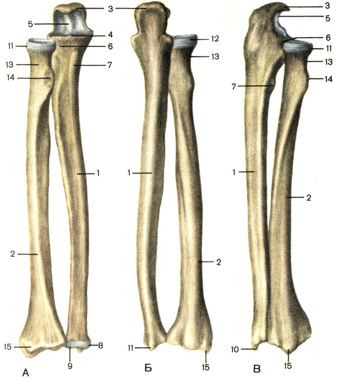 Кости и соединения костей 2 страница - student2.ru