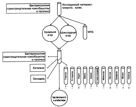 Культуральные свойства. Haemophilus influenzae — факультативный анаэроб, хоро­шо растущий на воздухе - student2.ru