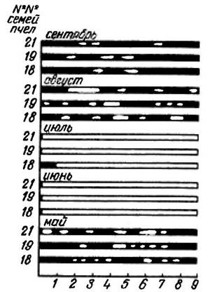 Л. М. ЧАПЛИН, научный сотрудник Научно-исследовательского института пчеловодства - student2.ru