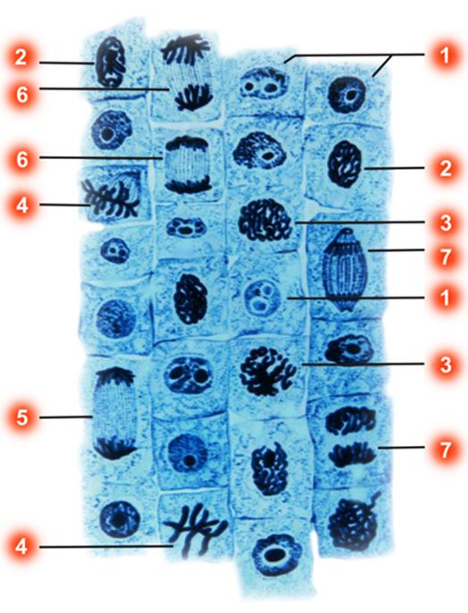 Лабораторная работа № 1. Митоз в клетках кончика корня лука - student2.ru