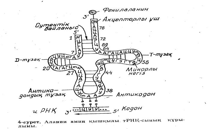 Лекция 10 Белок биосинтезі. - student2.ru