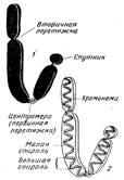 Лекция 2. Тема: Цитогенетика и материальные основы наследственности. - student2.ru