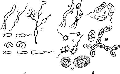 Лекция 3.2 Пурпурные, зеленые бактерии и гелиобактерии. Особенности фотосинтеза, пигментной системы. Распространение фототрофных эубактерий в природе. - student2.ru