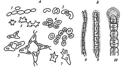 Лекция 3.2 Пурпурные, зеленые бактерии и гелиобактерии. Особенности фотосинтеза, пигментной системы. Распространение фототрофных эубактерий в природе. - student2.ru