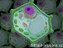 Лекция №9: Автотрофные и гетеротрофные клетки. Фотосинтез. Хемосинтез - student2.ru