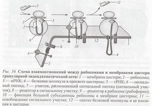 Лекция № 1 «Клеточная организация жизни» 9.09.2016 г - student2.ru