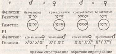 Лекция № 11-12: Генетика пола. Скрепленное с полом наследование. Влияние внешней среды на генотип. Предупреждение наследственных заболеваний человека. - student2.ru