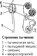 Лекция №12. Фотосинтез. Хемосинтез - student2.ru