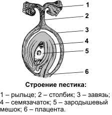 Лекция №12. Фотосинтез. Хемосинтез - student2.ru