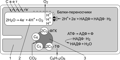 Лекция №12. Фотосинтез. Хемосинтез - student2.ru