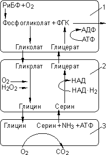 Лекция №12. Фотосинтез. Хемосинтез - student2.ru