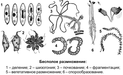 Лекция №12. Фотосинтез. Хемосинтез - student2.ru