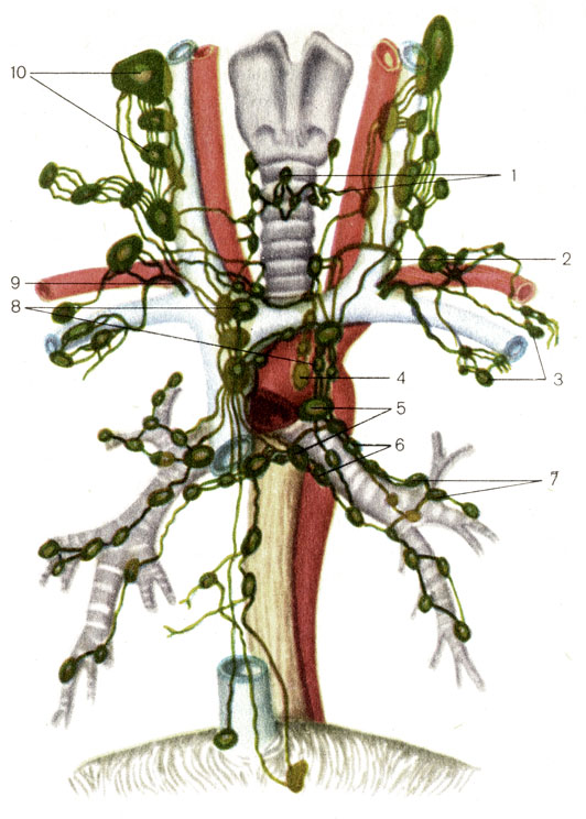 Лимфатические сосуды и узлы отдельных областей тела - student2.ru