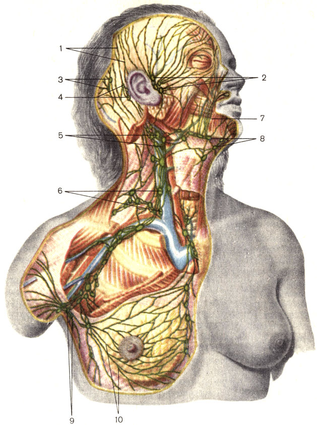 Лимфатические сосуды и узлы отдельных областей тела - student2.ru