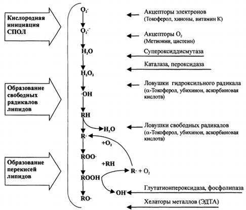 Липидные механизмы повреждения клетки - student2.ru