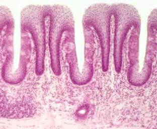 листовидные сосочки языка кролика (гэ) - student2.ru