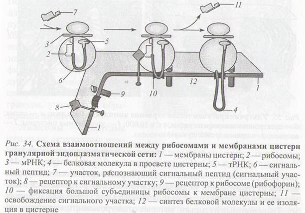 Лизосомальная система и пероксисомы - student2.ru
