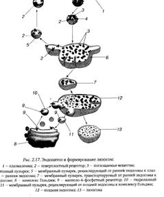 Лизосомальная система и пероксисомы - student2.ru