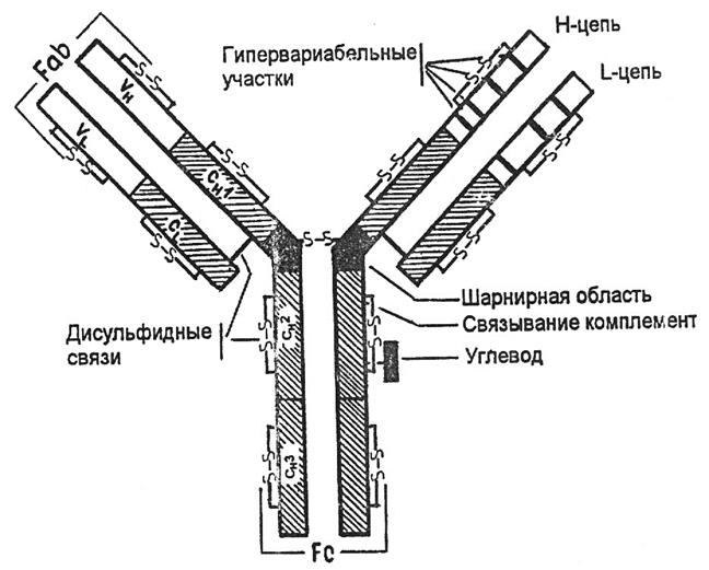 Локализация и изменения антигенов в тканях. - student2.ru