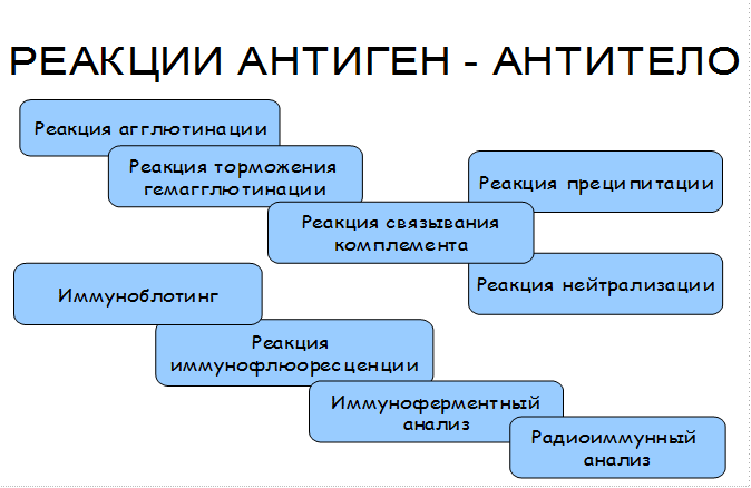 Локализация и изменения антигенов в тканях. - student2.ru