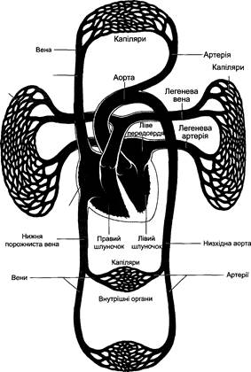 Мал. 1. Схема системи кровообігу - student2.ru