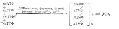 матричний синтез нуклеїнових кислот - student2.ru