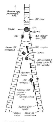 матричний синтез нуклеїнових кислот - student2.ru