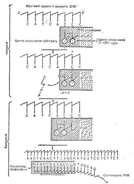 матричний синтез нуклеїнових кислот - student2.ru