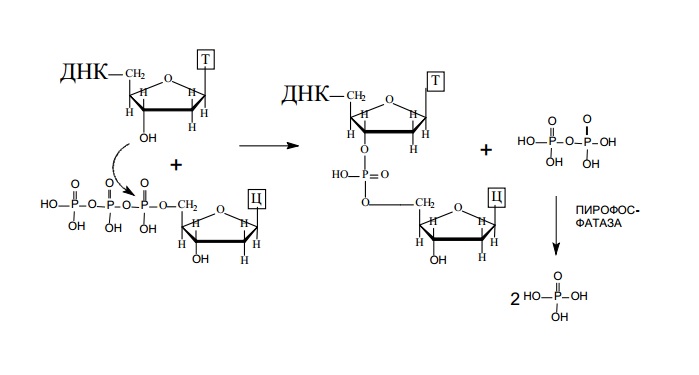 Матричные процессы синтеза биополимеров - student2.ru
