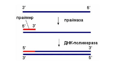 Матричные процессы синтеза биополимеров - student2.ru