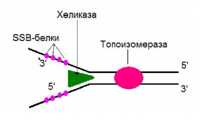 Матричные процессы синтеза биополимеров - student2.ru