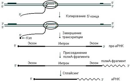 Матричные процессы (транскрипция, трансляция, репарация). Структура и функции генов. - student2.ru