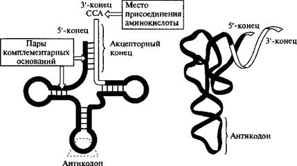 Матричные процессы (транскрипция, трансляция, репарация). Структура и функции генов. - student2.ru