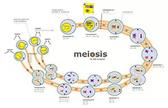 Meiosis: four different daughter cells - student2.ru