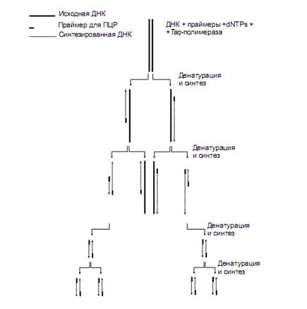 механизм, компоненты и методика проведения пцр - student2.ru
