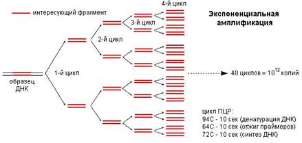 механизм, компоненты и методика проведения пцр - student2.ru