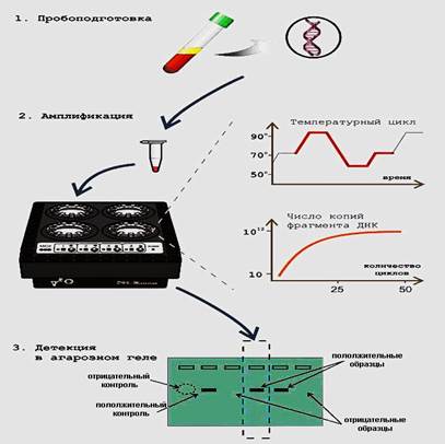 механизм, компоненты и методика проведения пцр - student2.ru