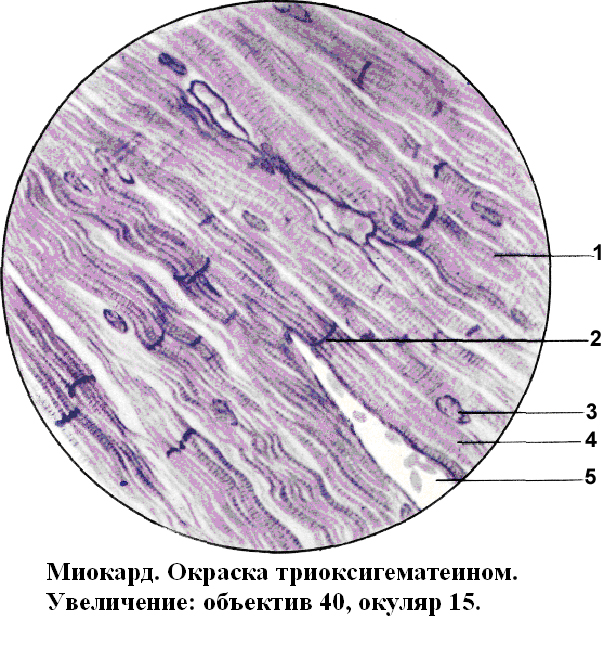 Механизм мышечного сокращения - student2.ru