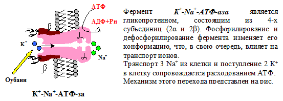 Механизм образования мочи - student2.ru