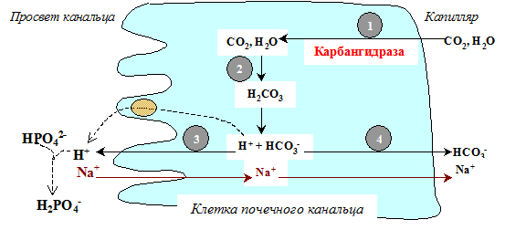 Механизм образования мочи - student2.ru