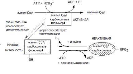 Механизм синтеза жирных кислот - student2.ru