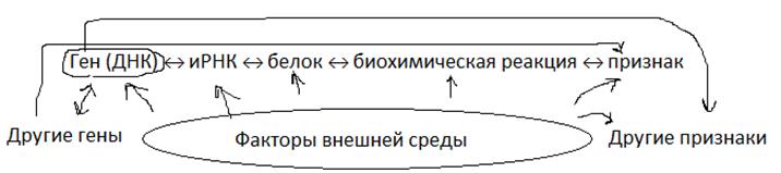 Механизмы реализации генетической информации - student2.ru