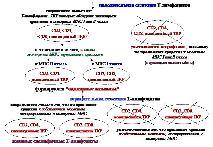 Механизмы эффекторного действия Т-клеток воспаления - student2.ru