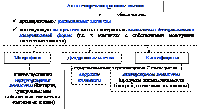 Механизмы эффекторного действия Т-клеток воспаления - student2.ru