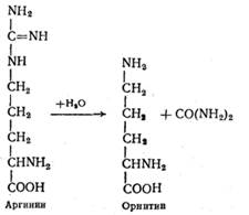 Метаболизм аминокислот, образующих 2-оксоглутарат - student2.ru