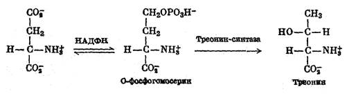 Метаболизм аминокислот, образующих оксалоацетат. - student2.ru