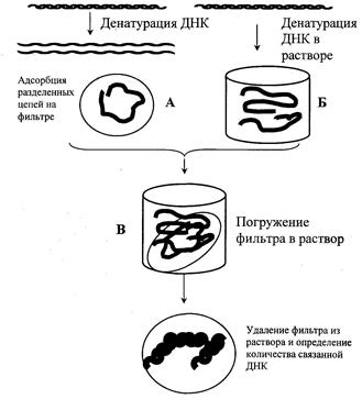 Метод молекулярной гибридизации - student2.ru